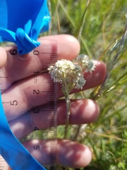 Antennaria microphylla