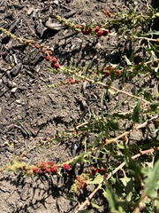 Blitum virgatum