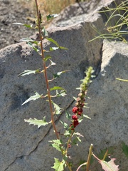 Blitum virgatum