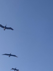 Pelecanus occidentalis