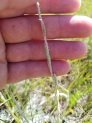 Antennaria microphylla