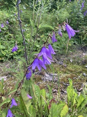 Campanula rapunculoides