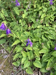 Campanula rapunculoides