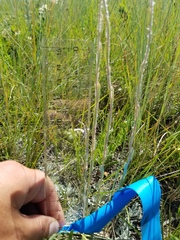 Antennaria microphylla