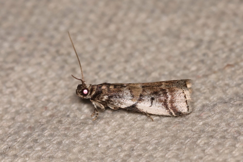 Leaf Crumpler Moth and Allies photo 5