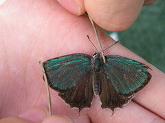 Neozephyrus japonicus