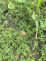 Portulaca suffrutescens