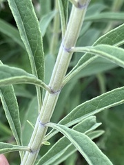 Salvia azurea