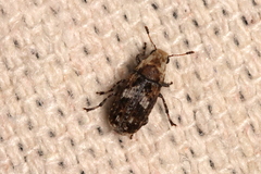 Euparius paganus