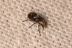 Euparius paganus