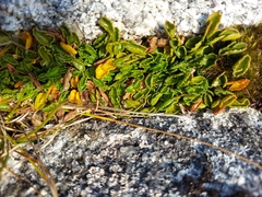 Gingidia flabellata