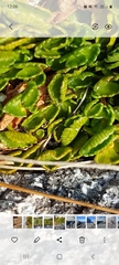 Gingidia flabellata