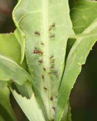 Uroleucon pseudambrosiae