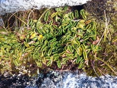 Gingidia flabellata