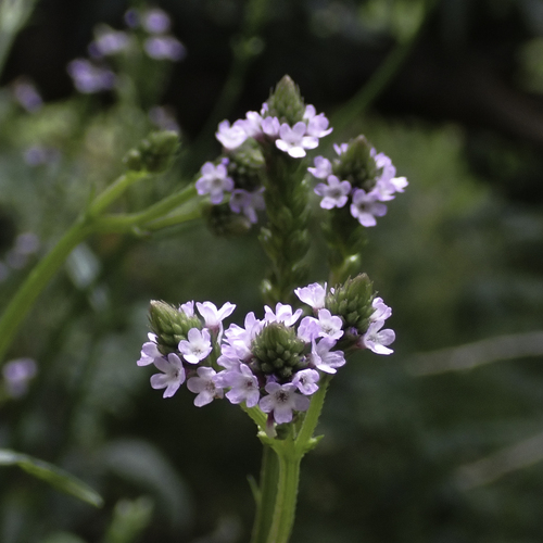 Verbena litoralis observed 2022-07-21
