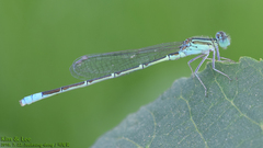 Paracercion v-nigrum