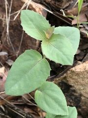 Guardiola platyphylla