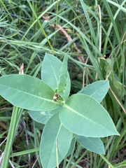 Euphorbia marginata