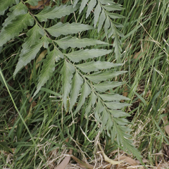 Asplenium polyodon