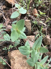 Guardiola platyphylla
