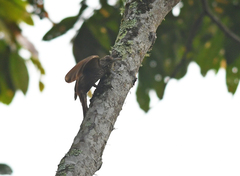 Lepidocolaptes fatimalimae