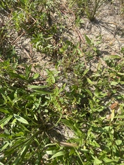 Eleocharis tuberculosa