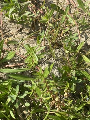 Eleocharis tuberculosa