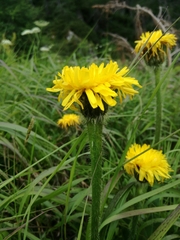 Hypochaeris uniflora