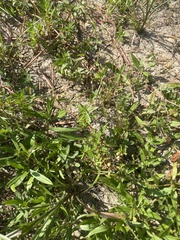 Eleocharis tuberculosa