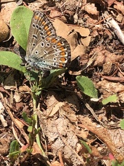 Polyommatus icarus