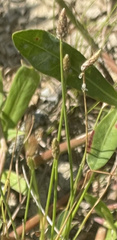 Eleocharis tuberculosa