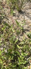 Eleocharis tuberculosa