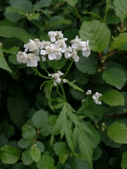 Achillea macrophylla