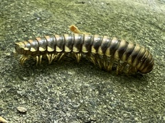 Rudiloria