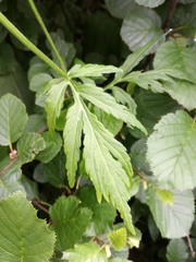 Achillea macrophylla