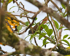 Synallaxis gujanensis