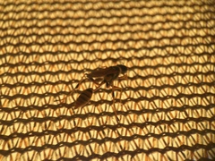 Sceliphron jamaicense