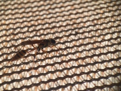 Sceliphron jamaicense