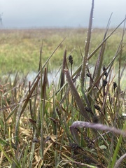 Arctagrostis latifolia