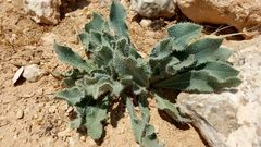 Anchusa strigosa