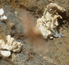 Notoplana atomata