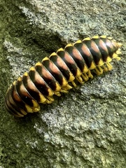 Rudiloria