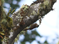 Lepidocolaptes fatimalimae