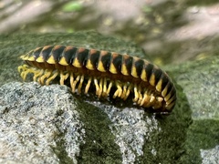 Rudiloria
