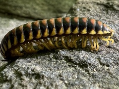 Rudiloria