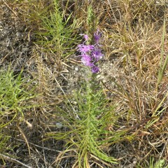 Liatris glandulosa