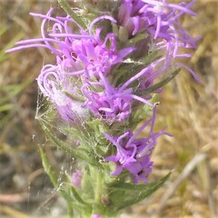 Liatris glandulosa