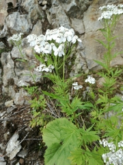 Achillea macrophylla