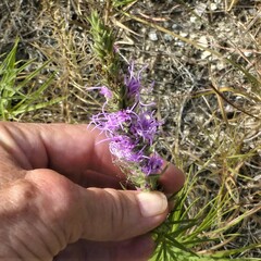 Liatris glandulosa