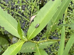 Disonycha pensylvanica